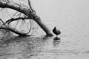 28th Mar 2023 - Coot on guard