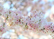29th Mar 2023 - Cherry Blooms