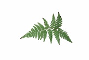 23rd Mar 2023 - Fern leaf