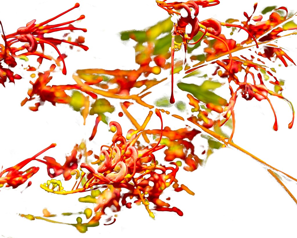 Wild grevillea for red by pusspup