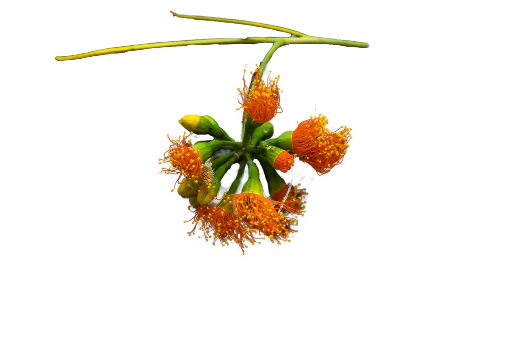 Orange gum blossom by pusspup