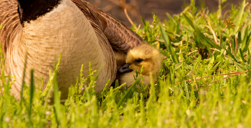 Baby Goose Under Mom's Wing! by rickster549