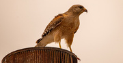 29th Mar 2023 - Another Red Shouldered Hawk!