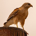Another Red Shouldered Hawk!