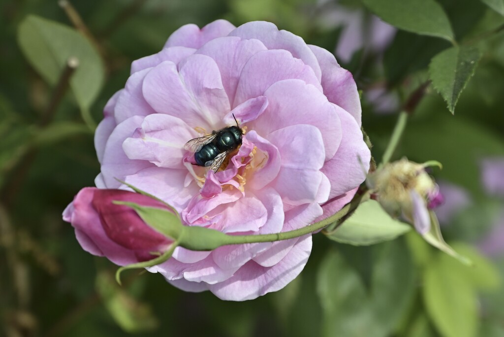 Black Bee on Pink Rose by metzpah