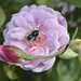 Black Bee on Pink Rose by metzpah