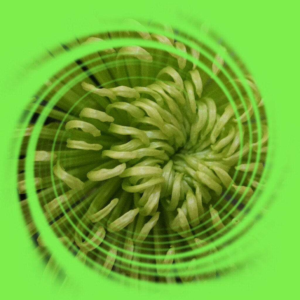 chrysanthemum green by quietpurplehaze