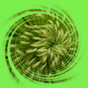 30th Mar 2023 - chrysanthemum green