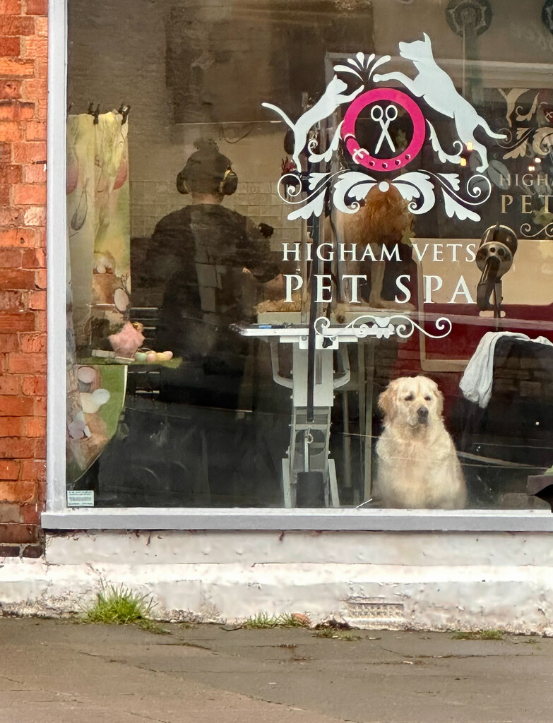 Extras - How much is that doggy in the window 1 by pamknowler