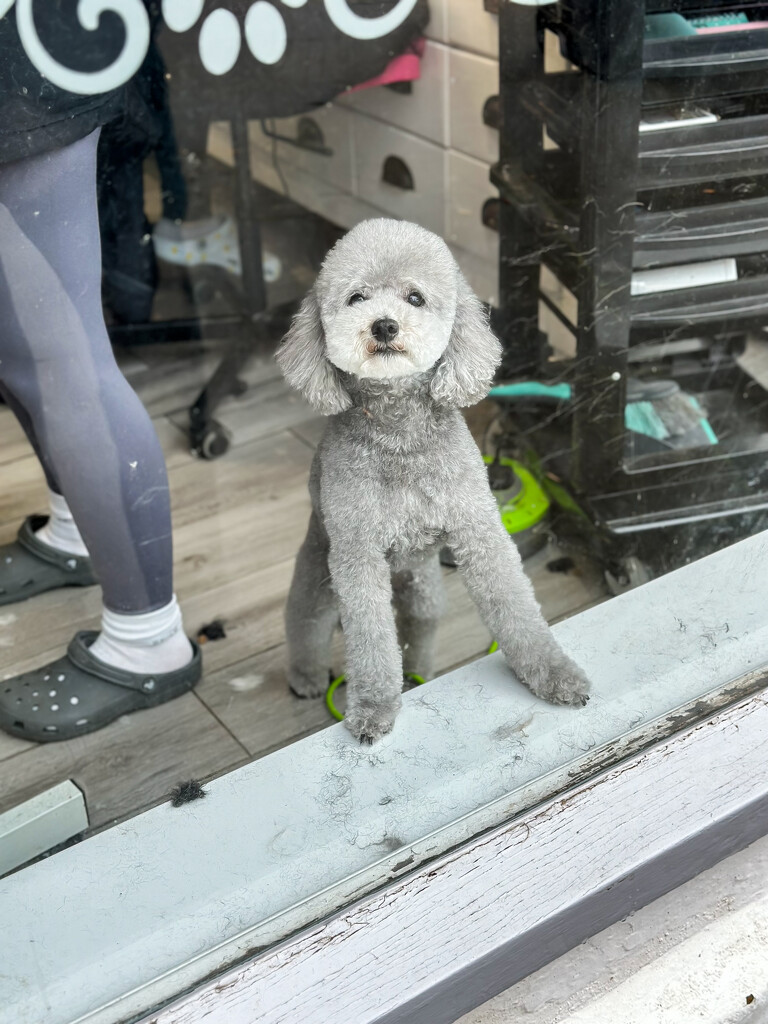 Alternate - How much is that doggy in the window 2 by pamknowler