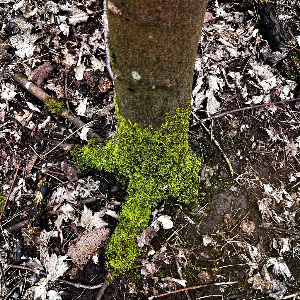 Tree sock by mastermek