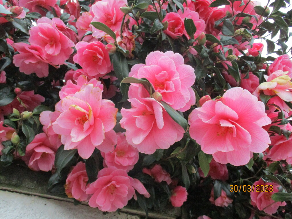 Camellia flowers by grace55