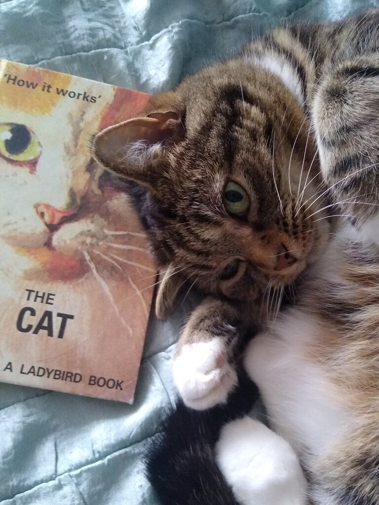 She Definitely Wrote This Cat Manual  by 30pics4jackiesdiamond