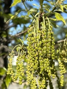 30th Mar 2023 - English Oak blooms