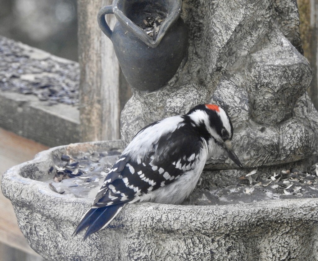Mr Hairy Woodpecker by sunnygreenwood