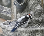 14th Mar 2023 - Mr Hairy Woodpecker