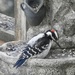 Mr Hairy Woodpecker by sunnygreenwood