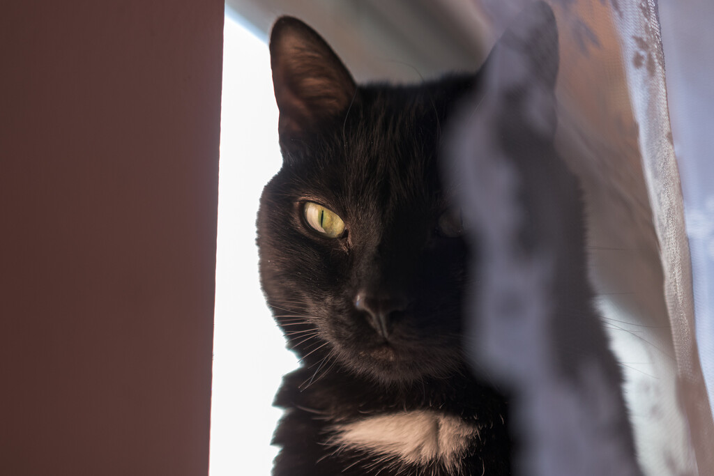 Window Cat by swchappell