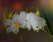 30th Mar 2023 - Snowdrops still flowering....