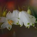 Snowdrops still flowering.... by ziggy77
