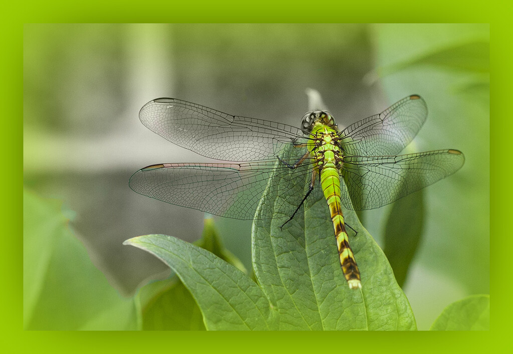 Green Dragonfly by gardencat