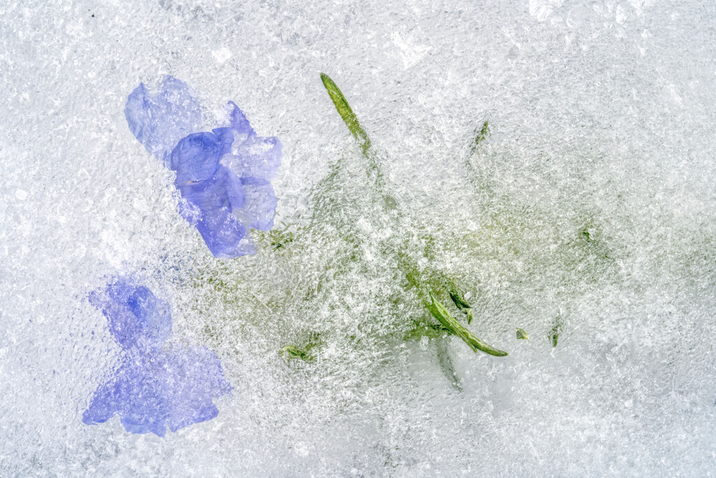 Frozen Flower by kvphoto