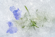 26th Mar 2023 - Frozen Flower