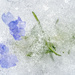 Frozen Flower by kvphoto