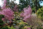 30th Mar 2023 - cherry blossom trees