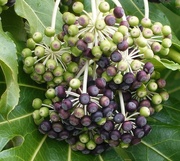 29th Mar 2023 - Fatsia Japonica berries