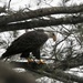 Bald Eagle by sunnygreenwood