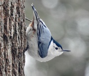 19th Mar 2023 - White-breasted Nuthatch