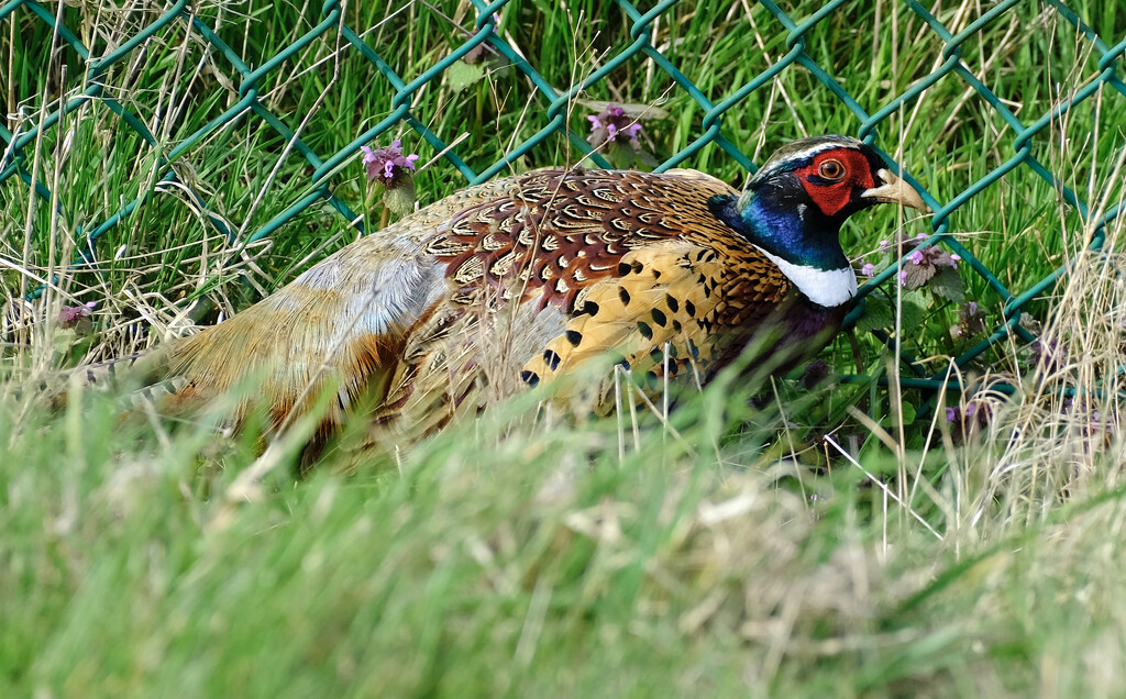 Pheasant by fence by brocky59