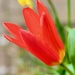 The Tulip has opened by delboy207