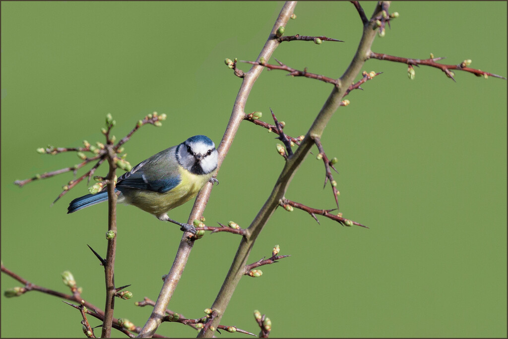 30- Maddy Pennock-Blue Tit on branch by marshwader