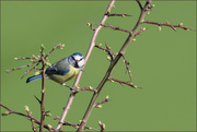 30th Mar 2023 - 30- Maddy Pennock-Blue Tit on branch