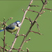 30- Maddy Pennock-Blue Tit on branch by marshwader