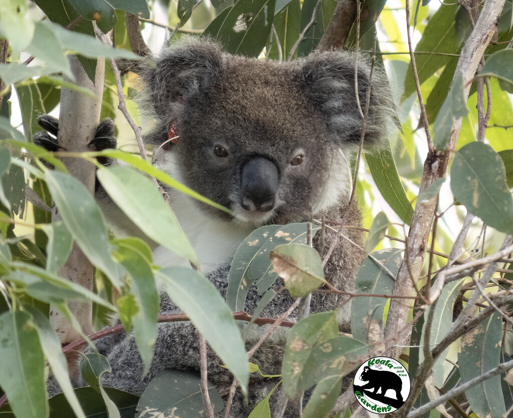 Siri savouring the kindy by koalagardens