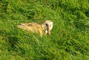 30th Mar 2023 - 2023-03-30 Barn Owl with prey.