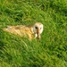 2023-03-30 Barn Owl with prey. by padlock