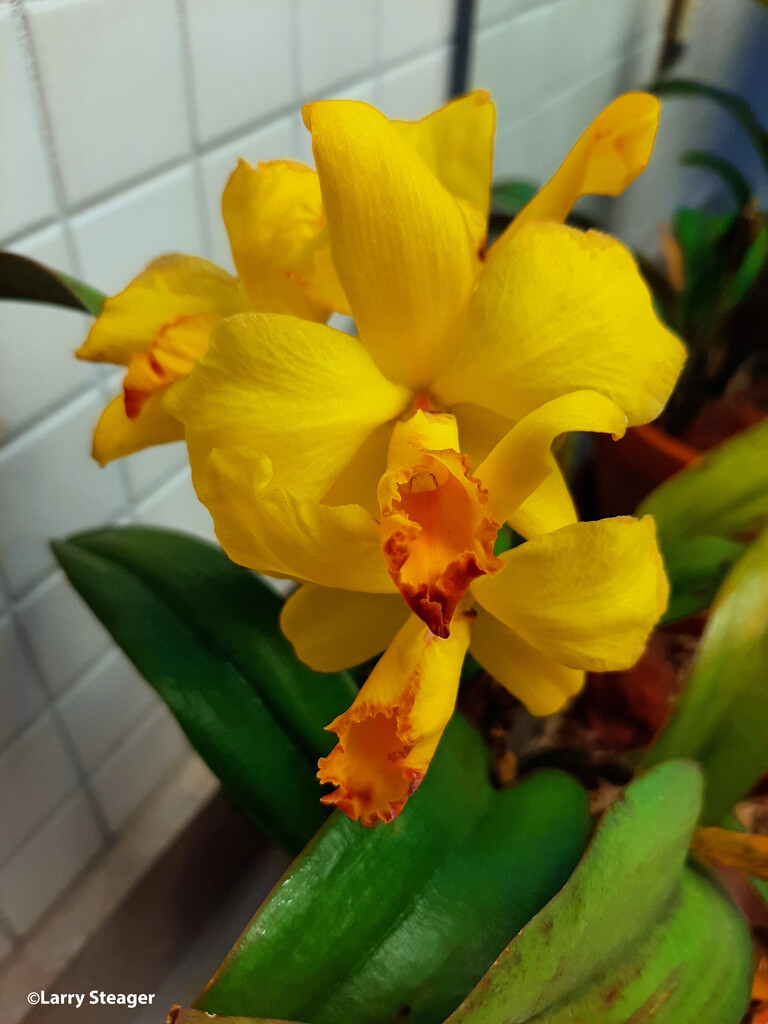 Yellow Orchid by larrysphotos