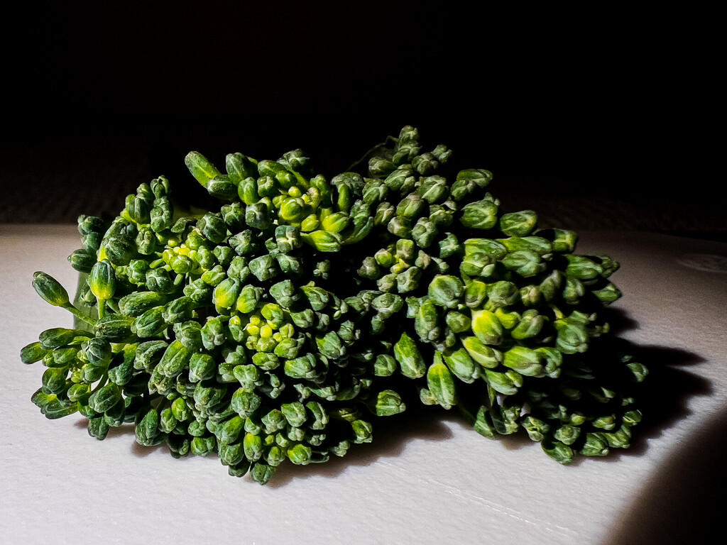Tenderstem broccoli  by catangus