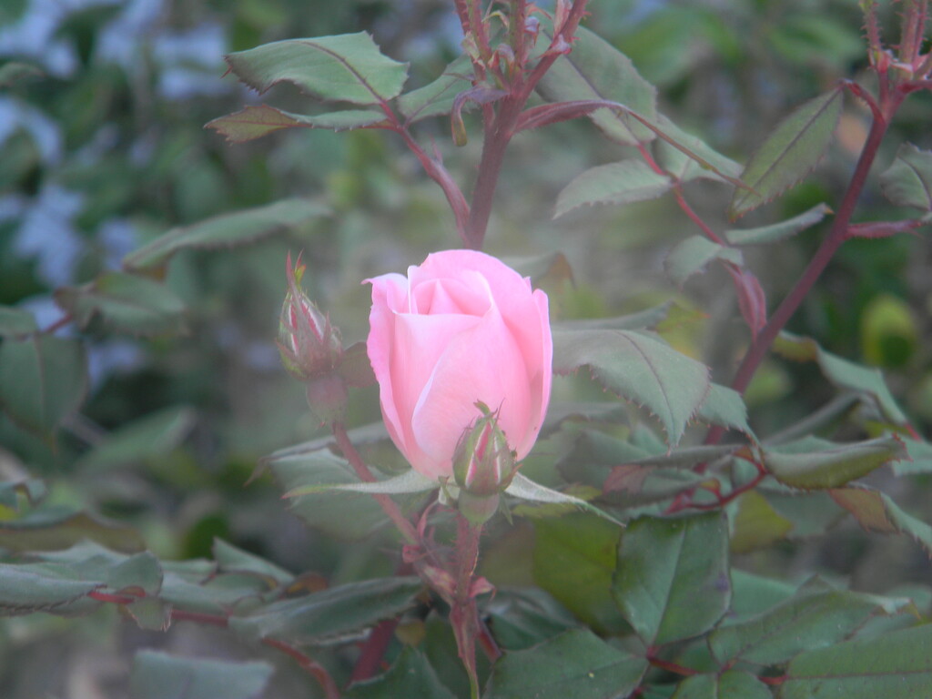 Pink Rose  by sfeldphotos