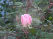 30th Mar 2023 - Pink Rose 