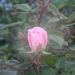 Pink Rose  by sfeldphotos