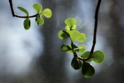 30th Mar 2023 - green jade leaves