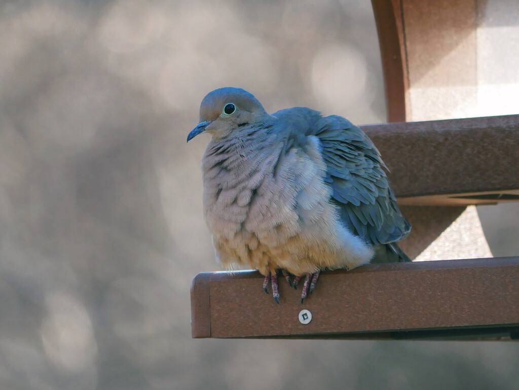 Puffy dove by ljmanning