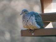 30th Mar 2023 - Puffy dove