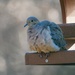 Puffy dove