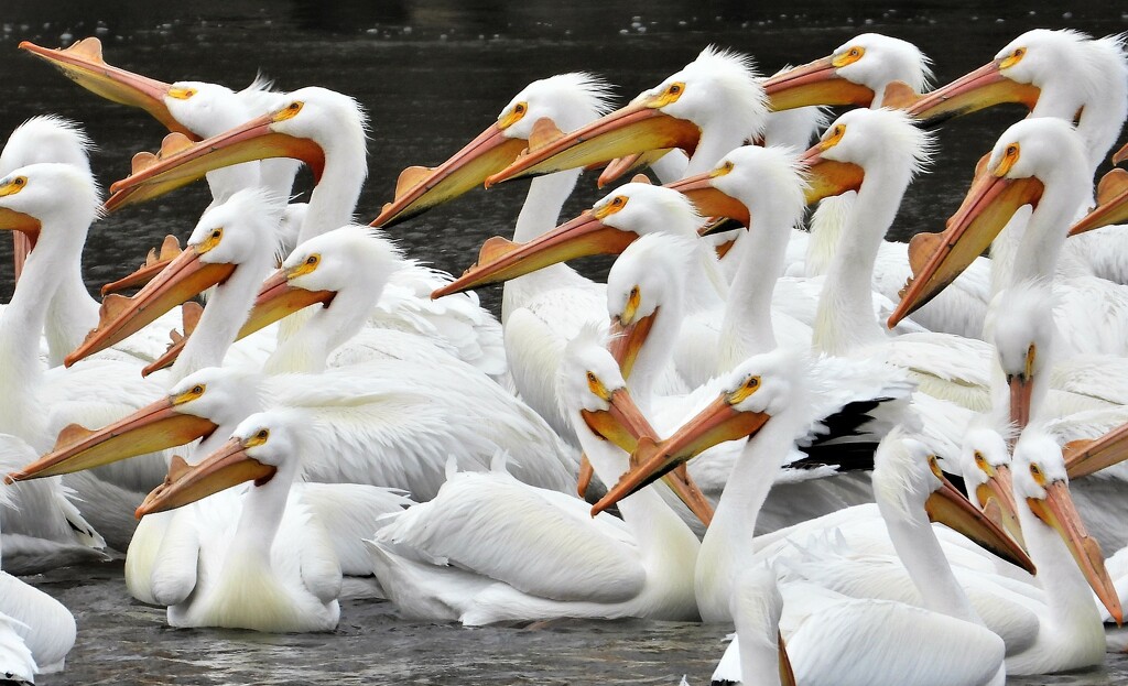 White Pelicans by lynnz